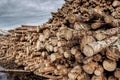 Natural wooden logs stacked. Tree different formats