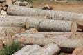 pile of wood logs