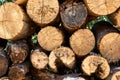Pile of wood logs ready for winter - landscape exterior Royalty Free Stock Photo