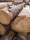 Pile of wood logs ready for winter - landscape exterior Royalty Free Stock Photo