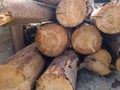 Pile of wood logs ready for winter - landscape exterior Royalty Free Stock Photo