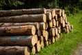 Pile of wood pine timber stacked outdoors in the forest. Royalty Free Stock Photo