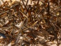 Pile of Wood Screws Royalty Free Stock Photo