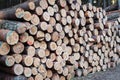 Pile of wood. Huge stacks of logs. Royalty Free Stock Photo