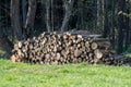 Pile of wood. A view of huge stacks of logs Royalty Free Stock Photo