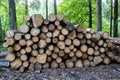 Pile of wood. A view of huge stacks of logs Royalty Free Stock Photo