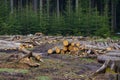 Pile of wood. A view of huge stacks of logs