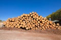 Stacked wooden logs in the sawmill Royalty Free Stock Photo