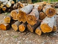 Pile of wooden logs, big trunks of tall trees cut and stacked. Stack of cut pine tree logs in a forest. Wood industry concept