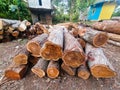 Pile of wooden logs, big trunks of tall trees cut and stacked. Stack of cut pine tree logs in a forest. Wood industry concept