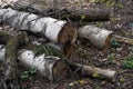 A pile of wooden logs on the ground. Wooden obsolete log, firewood Royalty Free Stock Photo