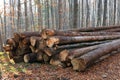 Pile of wooden logs lie on forest meadow at autumn day