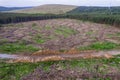 Pile of wooden logs by temporary road and huge field with freshly cut forest. Forestry industry. Increase in use of firewood due Royalty Free Stock Photo