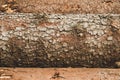Pile of wooden logs texture. timber background