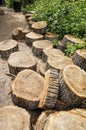 A pile of wooden tree stumps