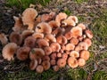 Pile of woolly milkcap or the bearded milkcap (Lactarius torminosus) cut and placed on the forest ground Royalty Free Stock Photo