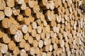 Pile of worked wooden roundish clear beautiful logs, stacked firewood