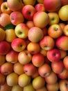 A Pile of Yellow Apples on a Deep Piled Together Gradient Background Above a Pink Tilt Orange Random Color Overcrowded Falling