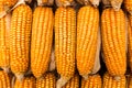 Pile of yellow corn cob Royalty Free Stock Photo