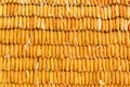 Pile of yellow corn cob Royalty Free Stock Photo