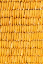 Pile of yellow corn cob Royalty Free Stock Photo