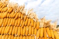 Pile of yellow corn cob Royalty Free Stock Photo