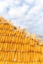 Pile of yellow corn cob Royalty Free Stock Photo