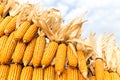 Pile of yellow corn cob Royalty Free Stock Photo
