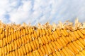 Pile of yellow corn cob Royalty Free Stock Photo