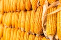 Pile of yellow corn cob Royalty Free Stock Photo