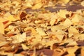 Pile of yellow leaves fall on the floor. Background of colorful Royalty Free Stock Photo