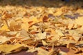 Pile of yellow leaves fall on the floor. Background of colorful Royalty Free Stock Photo