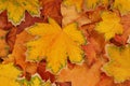Pile of yellow maple leaves is as a background, autumn multicolored creative composition Royalty Free Stock Photo