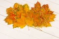 Pile of yellow maple leaves is on white wooden background