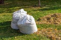 Pile of yellow and orange fallen leaves collected in big white plastic bags on green grass lawn at backyard. Autumn or spring Royalty Free Stock Photo