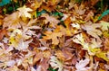 A Pile of Yellow and Red Fallen Autumn Leaves