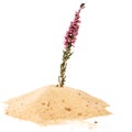 Pile of yellow sand and heather twig Royalty Free Stock Photo