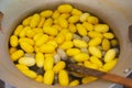 Pile of yellow silkworm cocoons being boiled and getting ready to spun into silk thread at a silk factory. Royalty Free Stock Photo