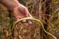 A pile of yellow string beans in a farmer hands Royalty Free Stock Photo