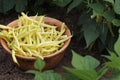 A pile of yellow string beans in a wooden bowl Royalty Free Stock Photo