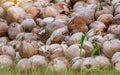 Pile of young coconut plant. Sprout of coconut tree with green leaves emerging from old brown coconut. Planting coconut trees in Royalty Free Stock Photo