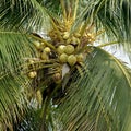 Pile of young coconuts on tree Royalty Free Stock Photo