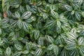 Pilea cadierei or aluminium plant, watermelon pilea houseplant leaves texture