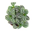 Pilea cadierei (aluminium plant or watermelon pilea)