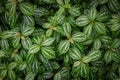 Pilea cadierei or aluminum plant close up view