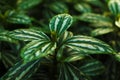 Pilea cadierei - green variegated leaves close-up - top view - textures