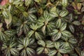 Pilea cadierei ornamental plant that thrives in the yard of the house