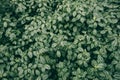 Pilea cadierei in park, Aluminum plant leaf