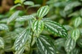 Pilea Cadieri or Aluminium plant in Zurich in Switzerland