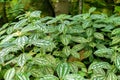 Pilea Cadieri or Aluminium plant in Zurich in Switzerland